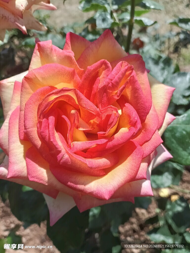 娇艳双色玫瑰花绽放