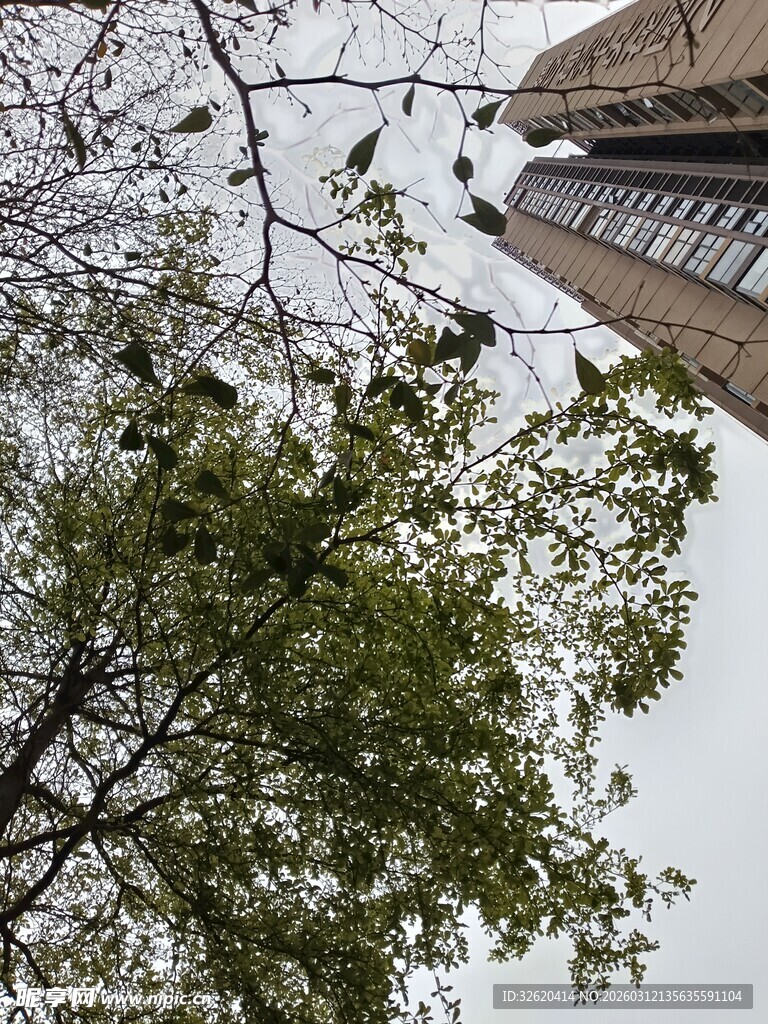 高楼旁的繁茂绿树