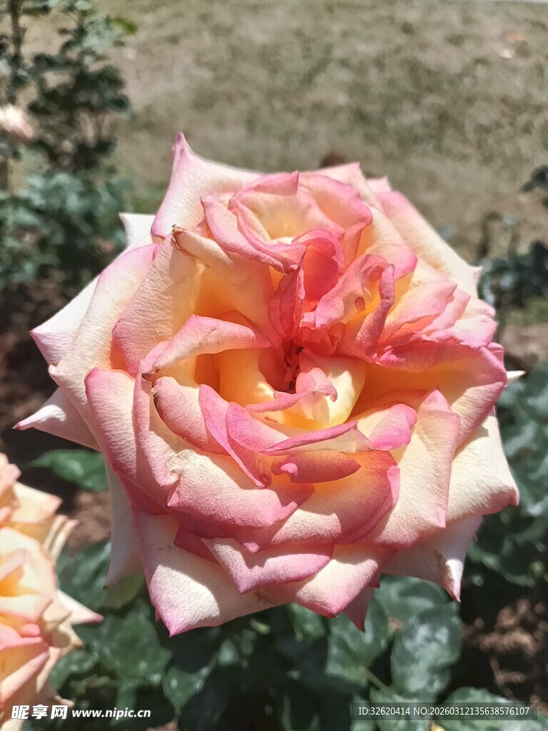 娇艳多彩的盛开玫瑰花