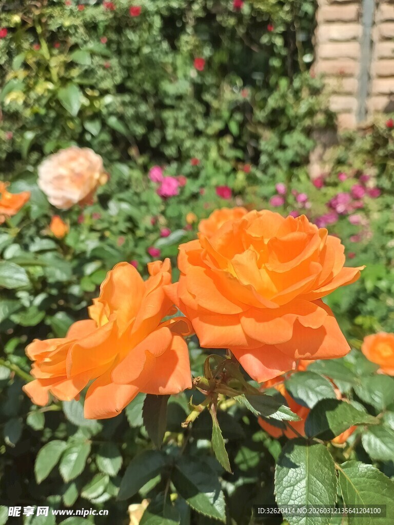 娇艳橙色玫瑰绽放于花丛