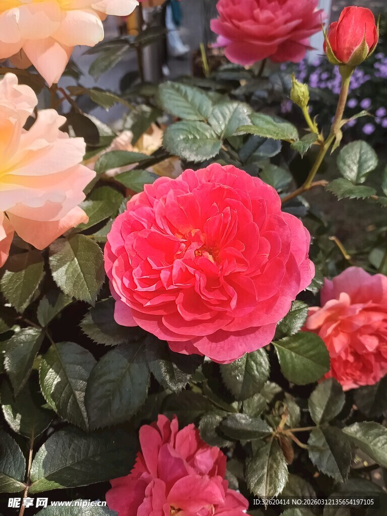 娇艳欲滴的多彩玫瑰花