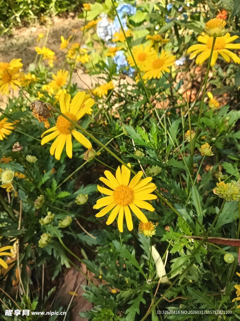 绽放的黄色小野花