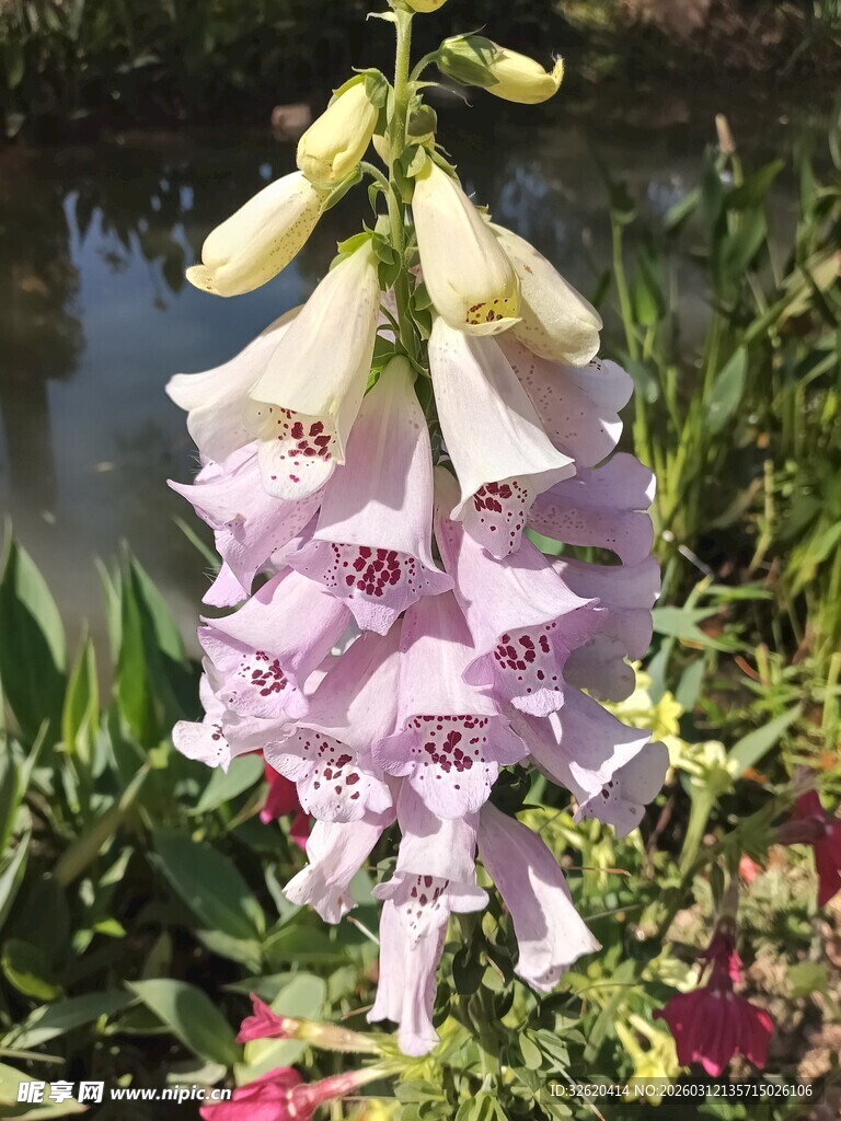 粉白毛地黄绽放于花丛