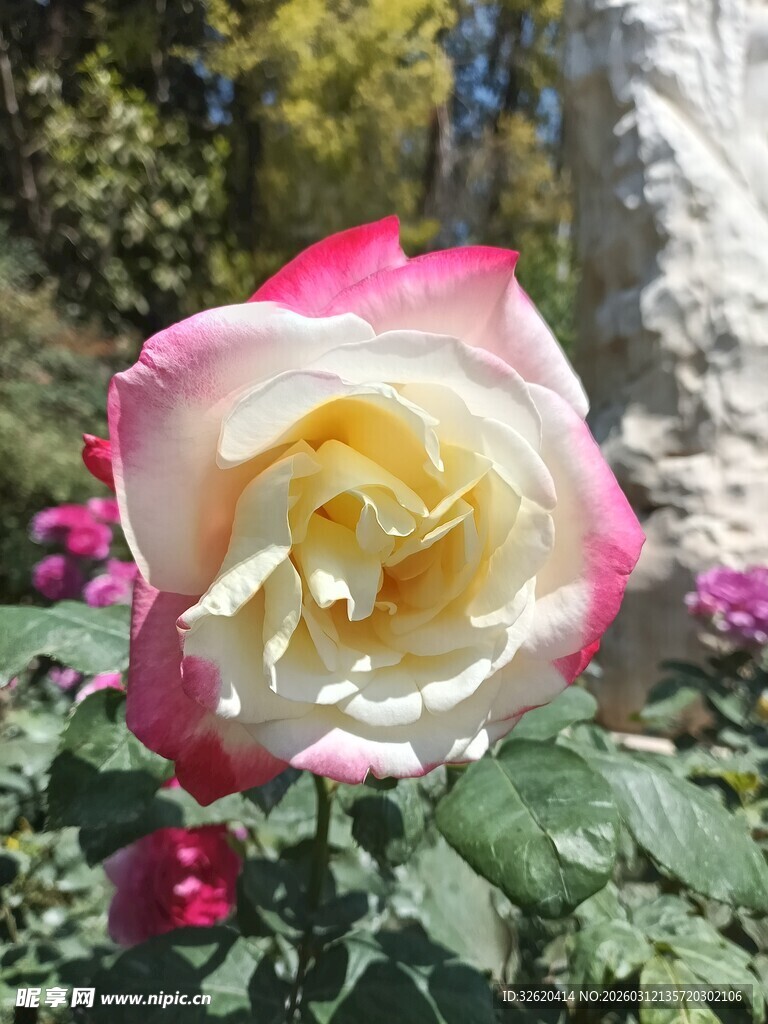 粉白双色娇艳月季花