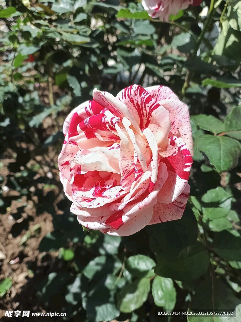 娇艳双色月季花绽放
