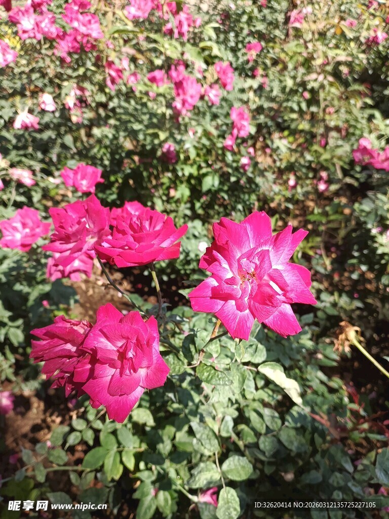 娇艳盛开的粉色花卉