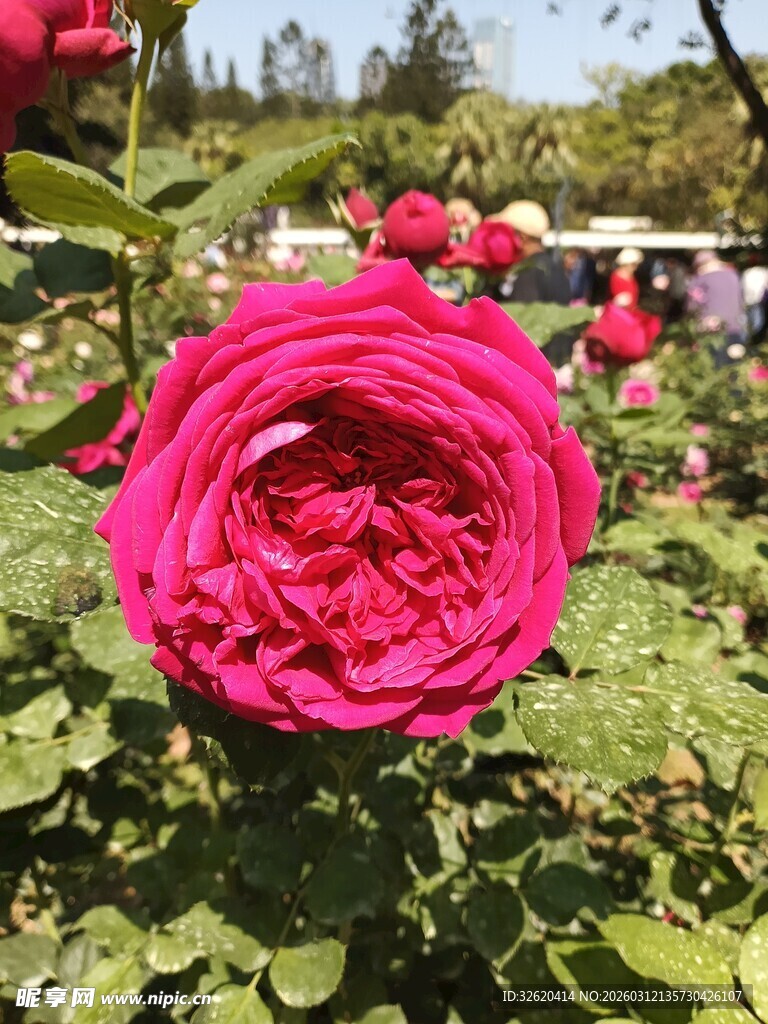 娇艳红玫瑰绽放于花丛