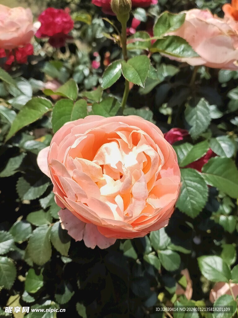 娇艳橙色玫瑰绽放