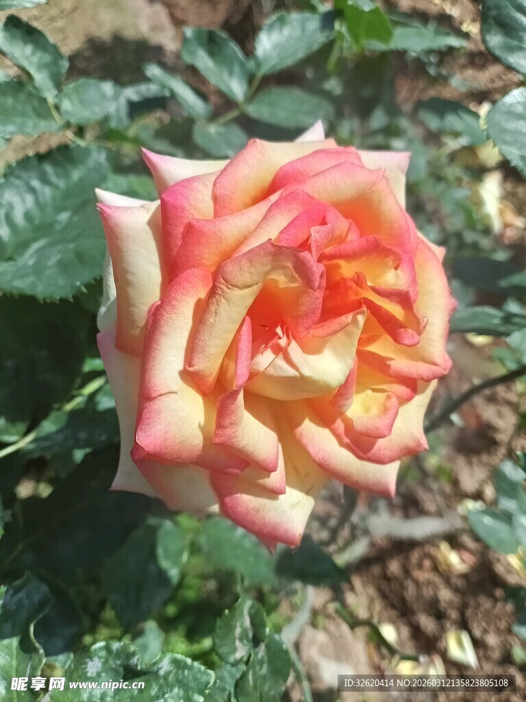 娇艳双色玫瑰绽放