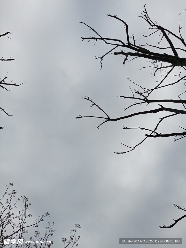 冬日枯树枝干与灰蒙天空