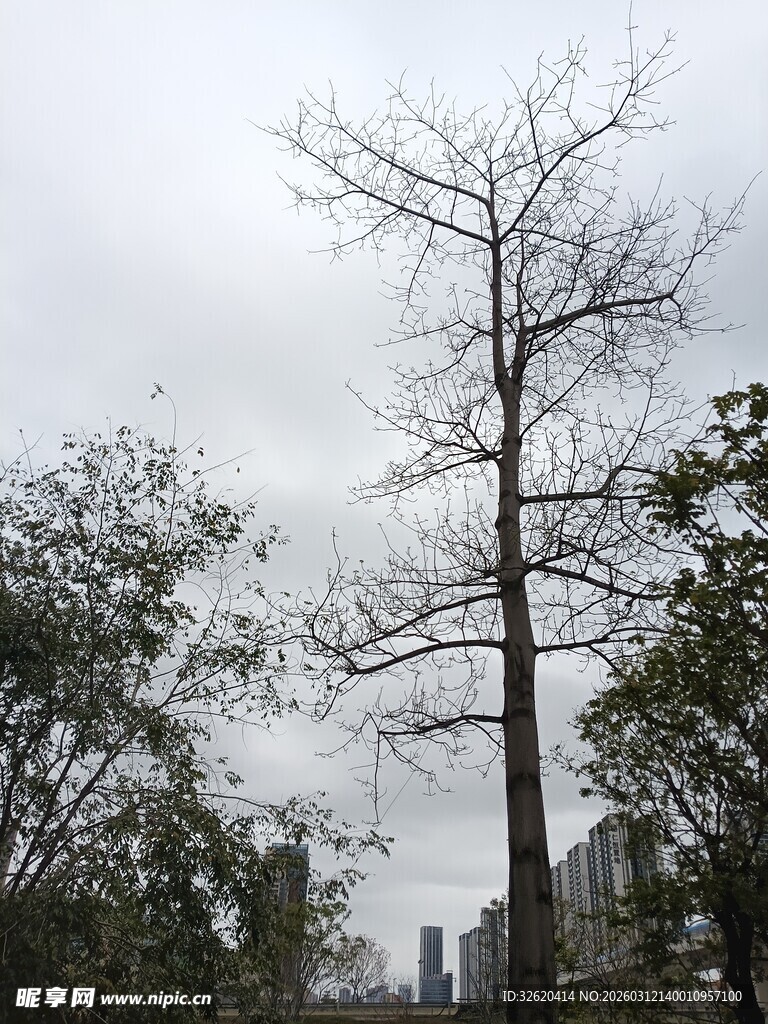 冬日枯树与周边绿植景观