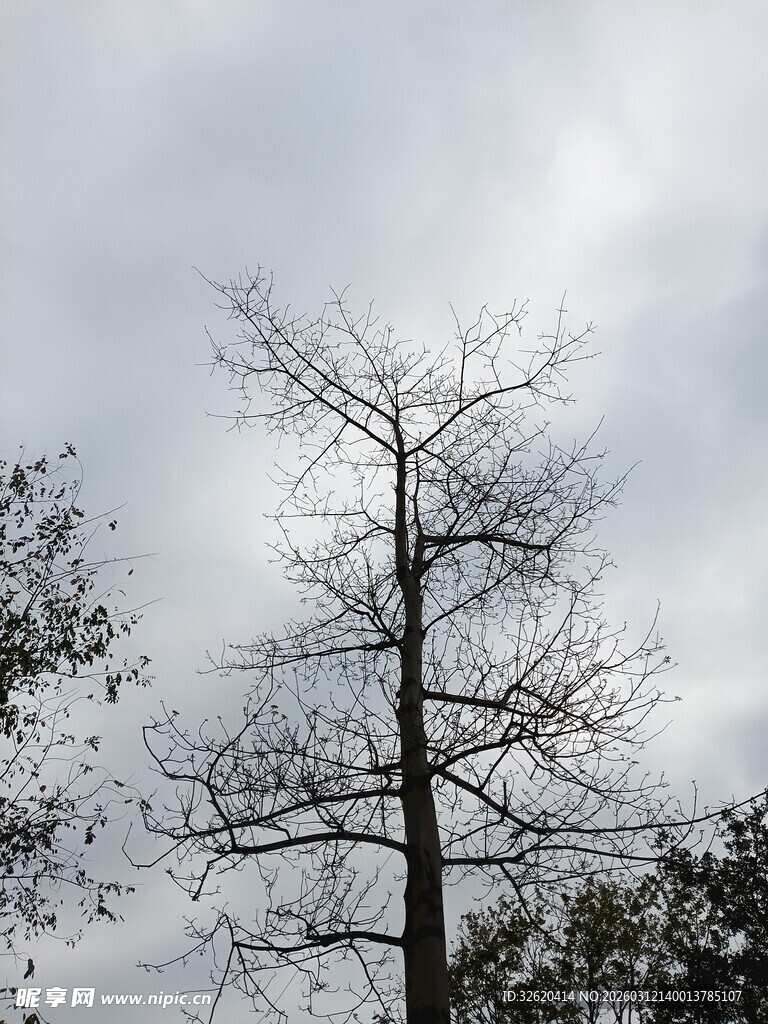 孤树挺立在阴云之下