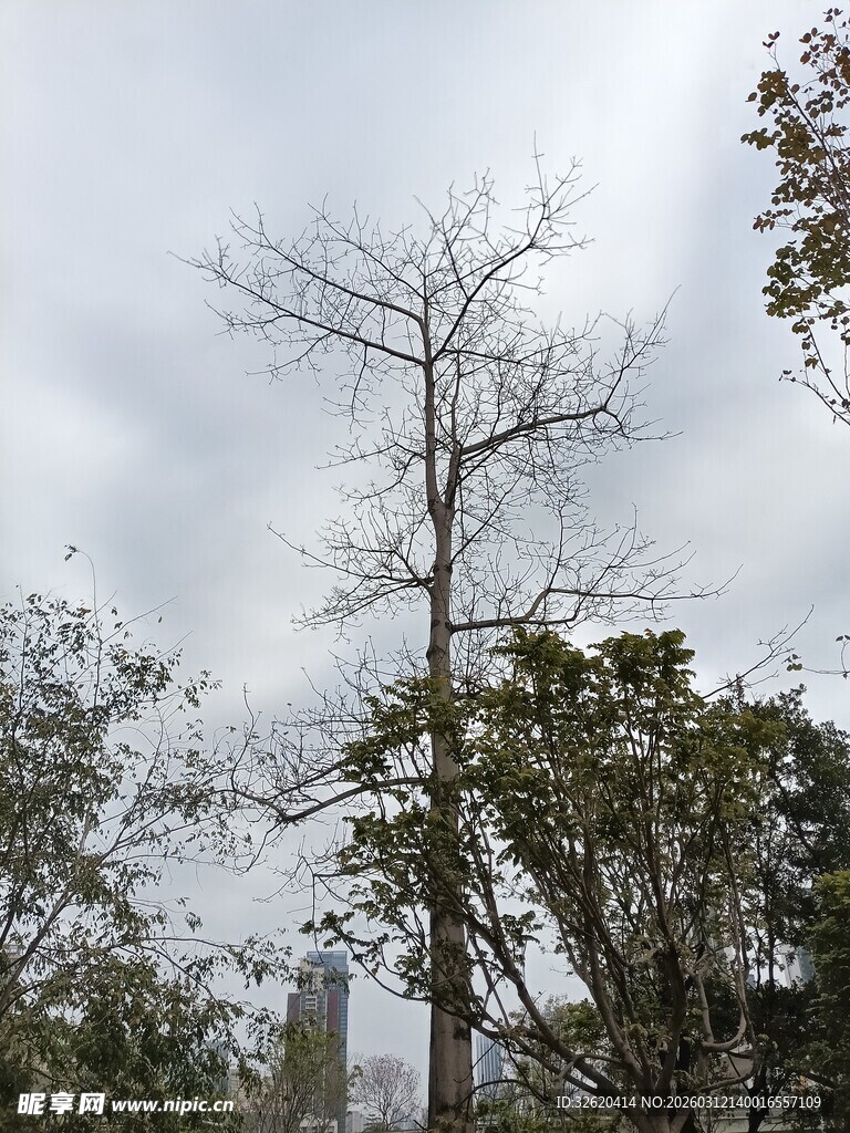 枯树立于绿意间