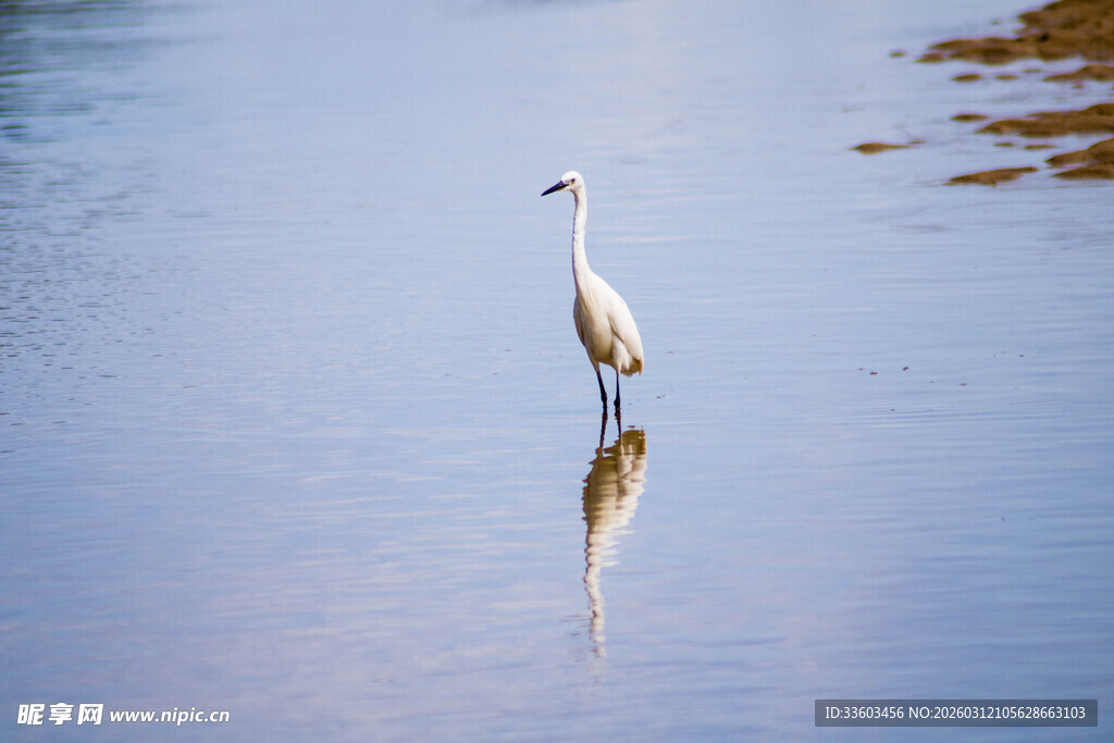 水中白鹭独立
