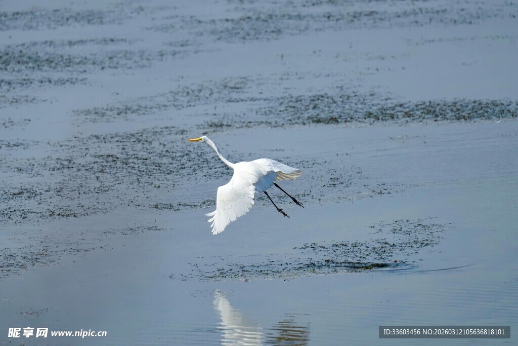白鹭于水面轻盈飞翔