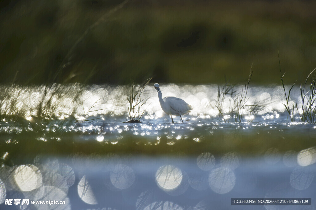 湖畔光影中的优雅飞鸟