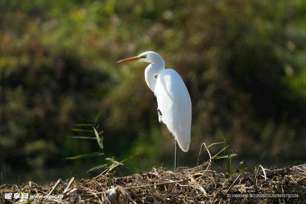 白鹭独立于草木之上