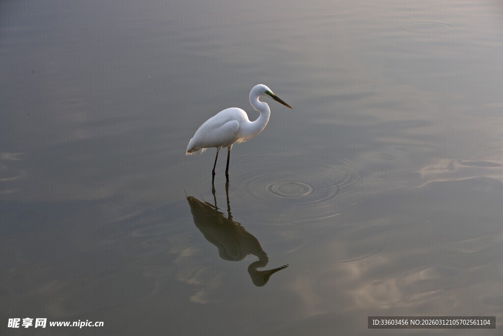 水中白鹭倒影