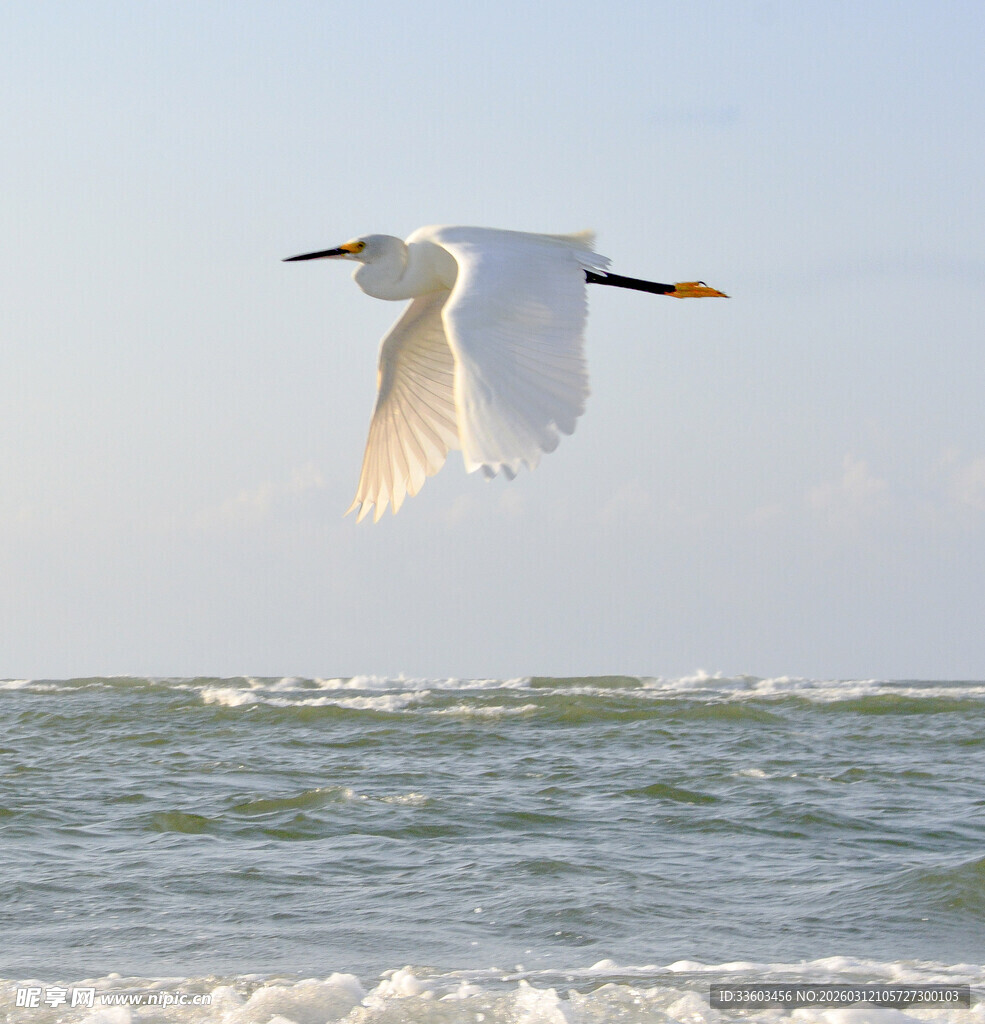 白鹭于海面之上展翅翱翔