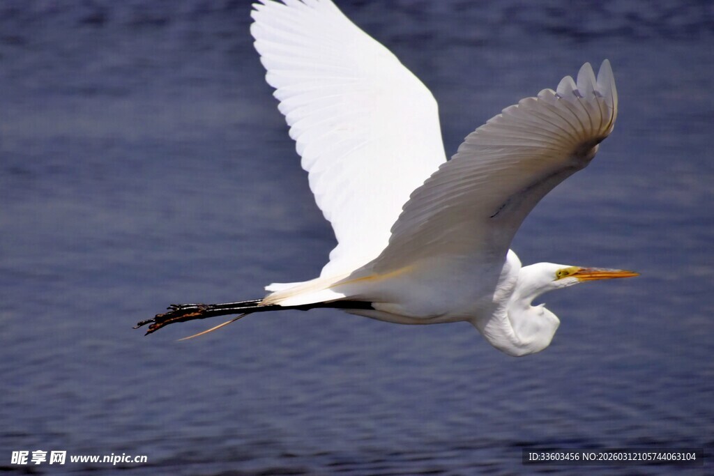 白鹭展翅翱翔于水面