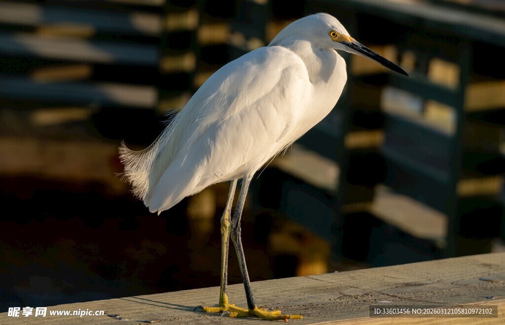 水边伫立的优雅白鹭