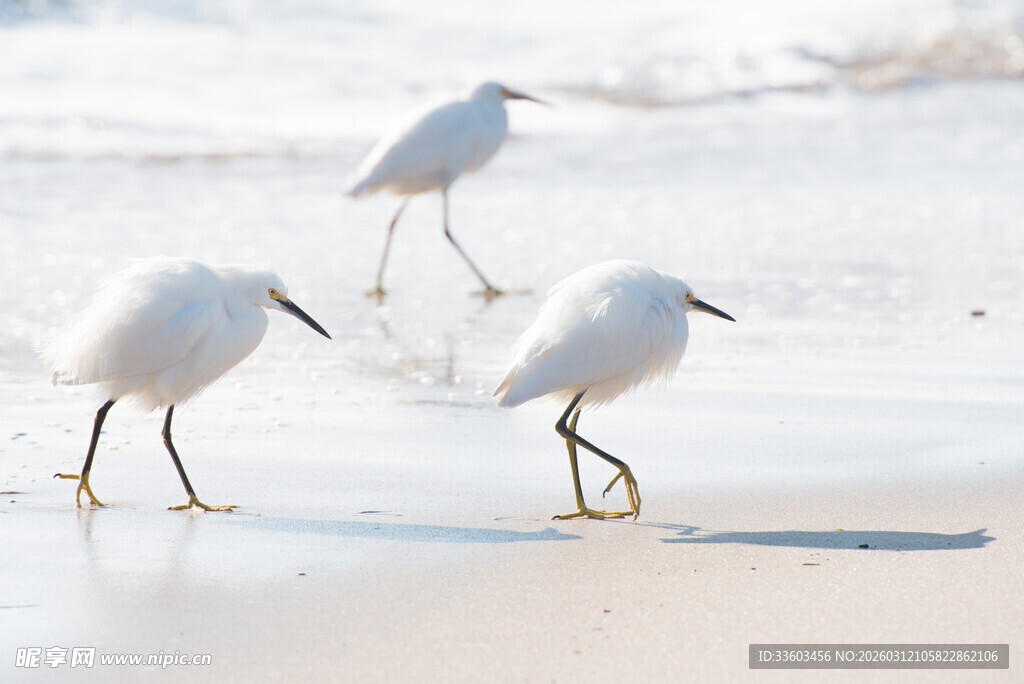 沙滩上漫步的三只小白鹭