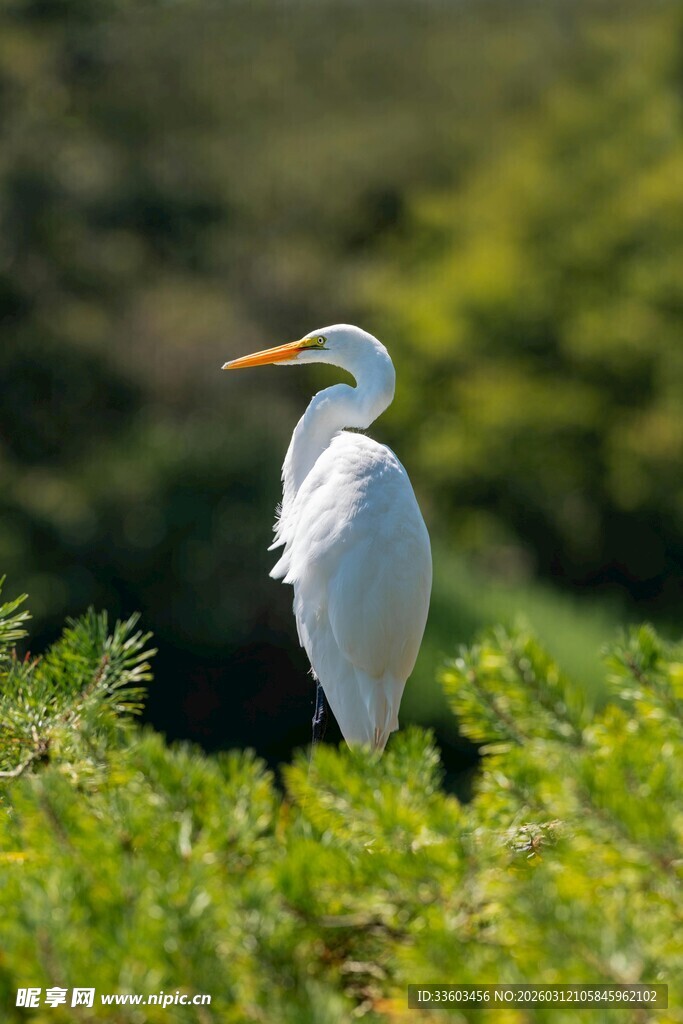 白鹭立于葱郁草木间