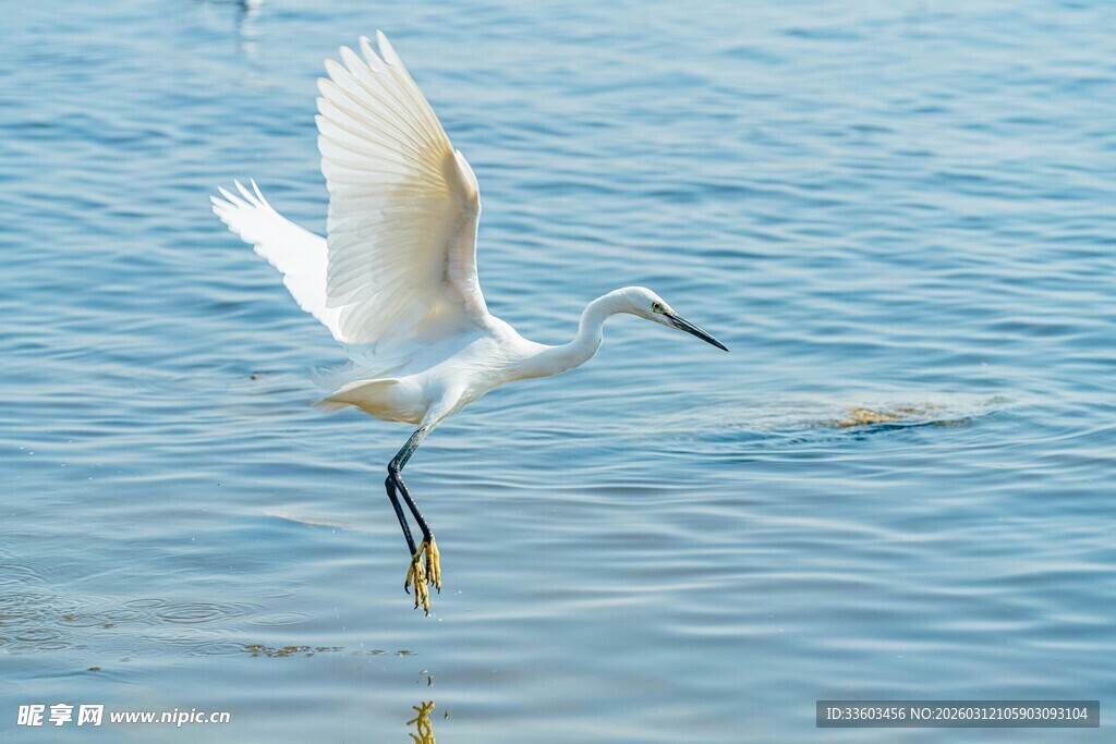 白鹭于水面展翅飞翔