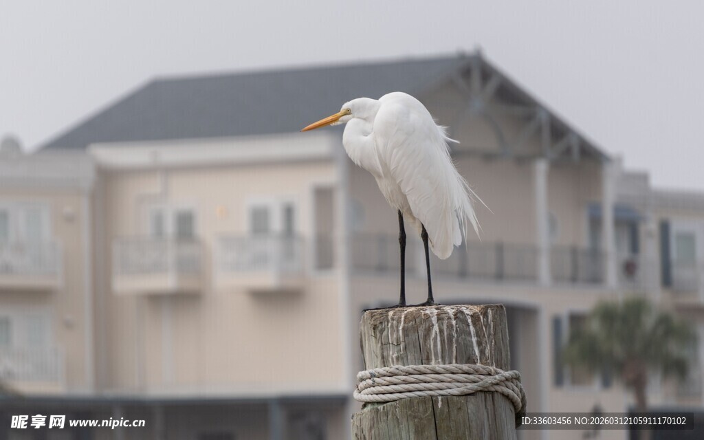 白鹭立于码头木桩