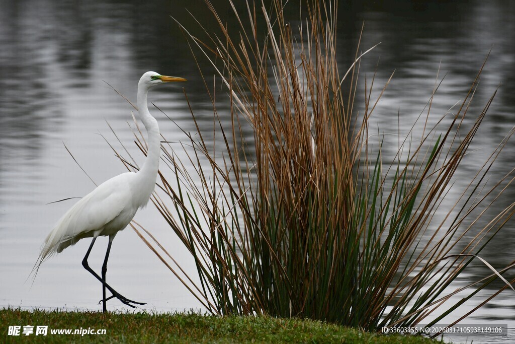 湖畔白鹭漫步