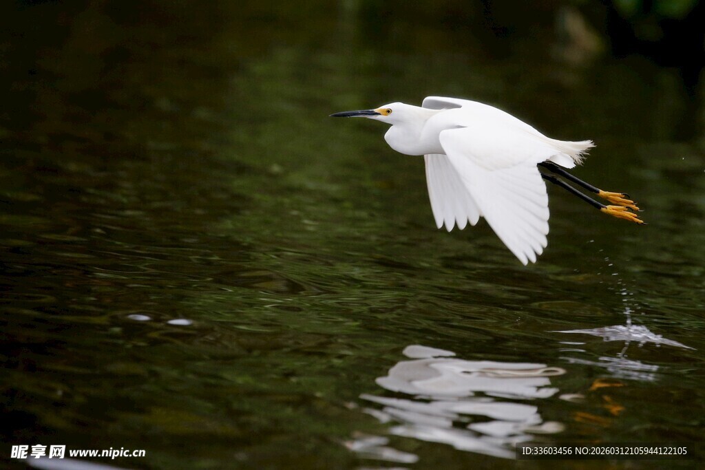 白鹭水面展翅飞翔