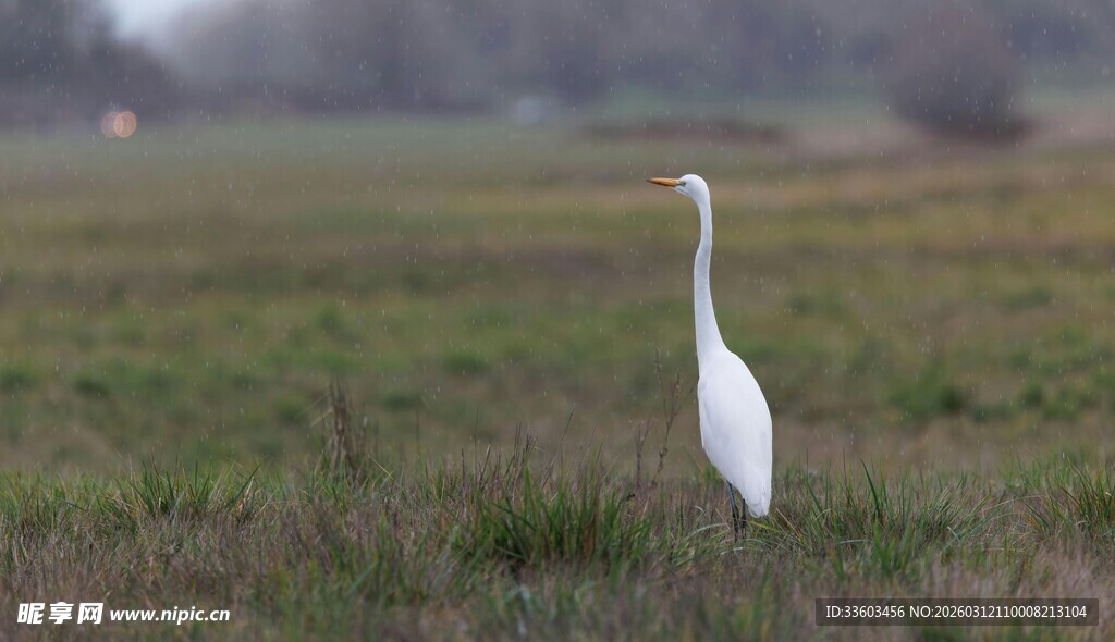 田野中的孤独白鹭