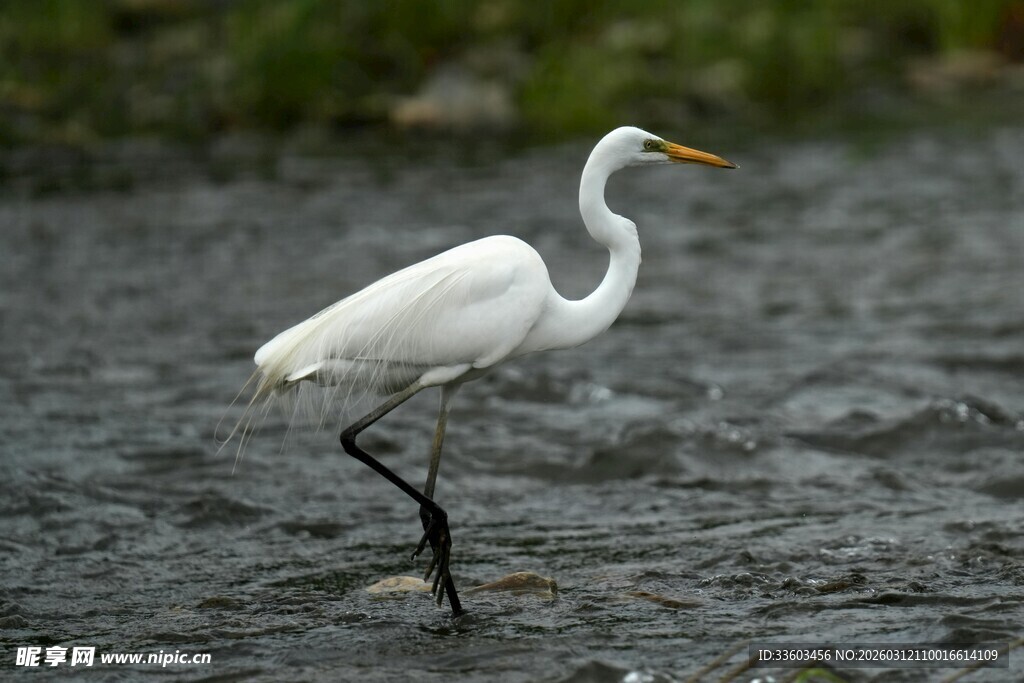 白鹭于水边单脚优雅伫立