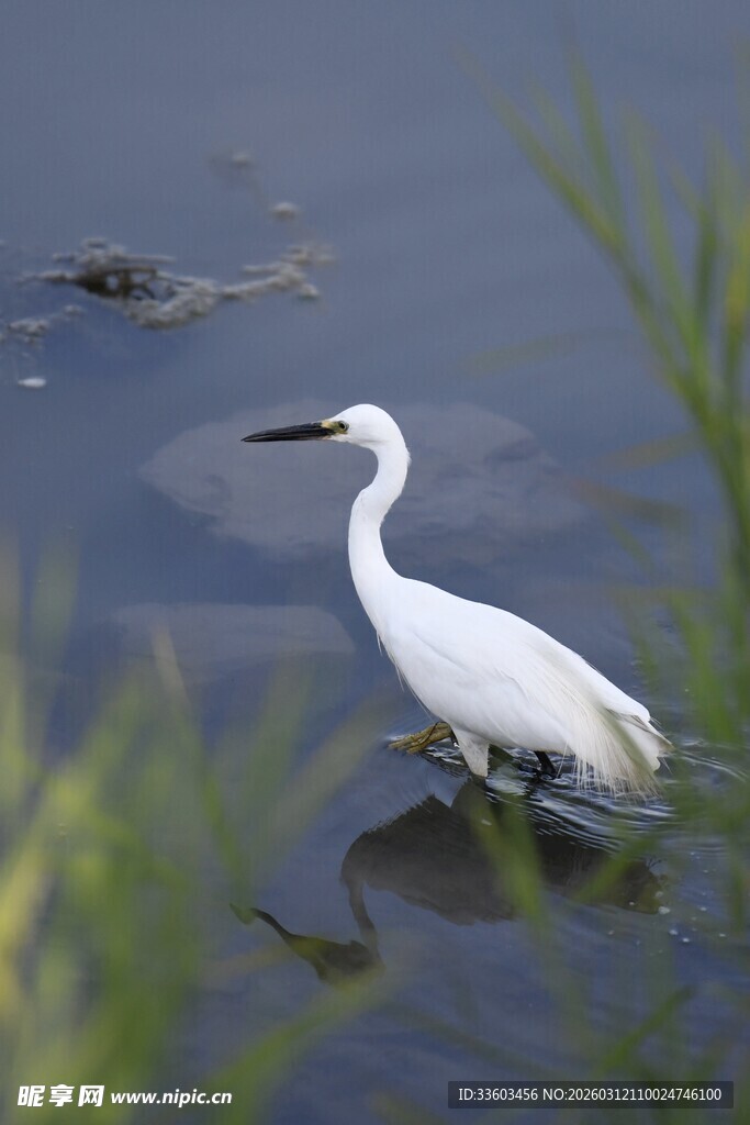 白鹭水中悠然觅食
