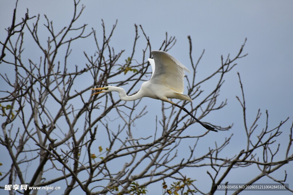 白鹭于枯枝间展翅飞翔