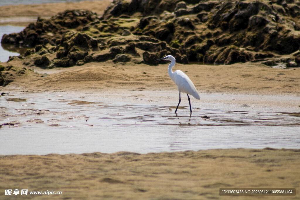白鹭于浅滩漫步