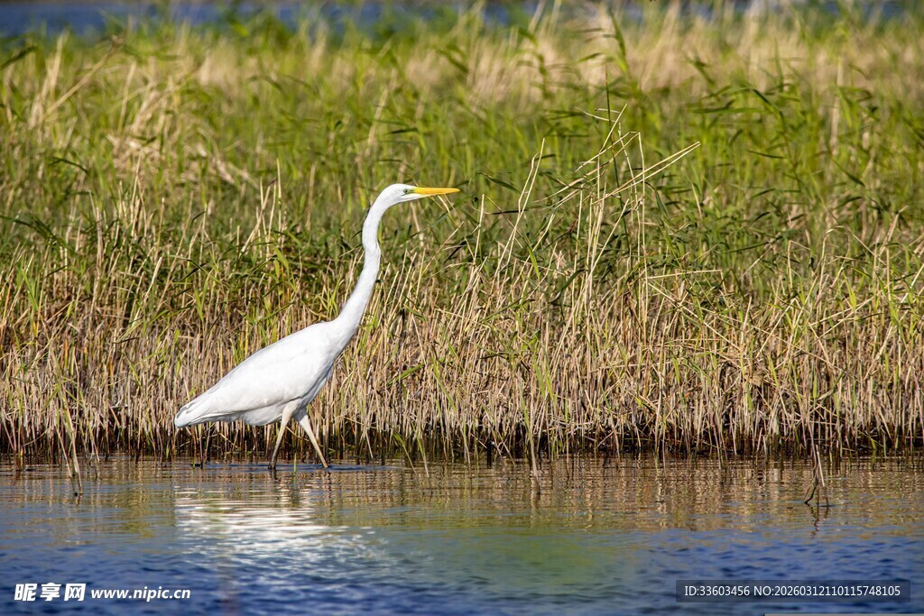 白鹭于水边浅滩悠然伫立