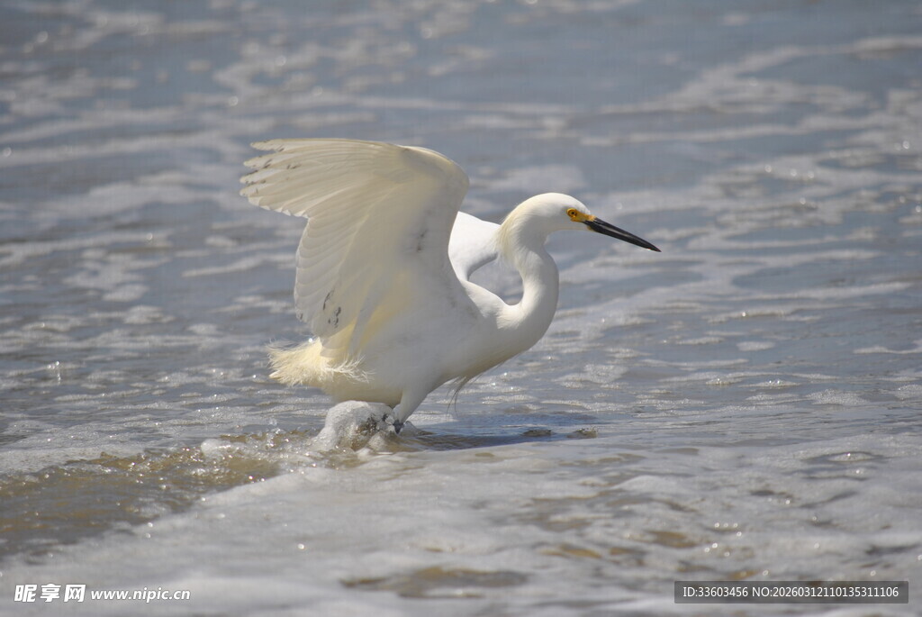 白鹭于海边展翅踏浪