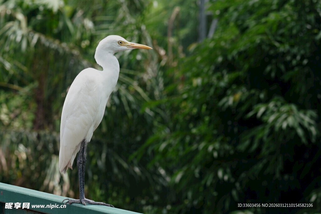 白鹭立于绿植旁