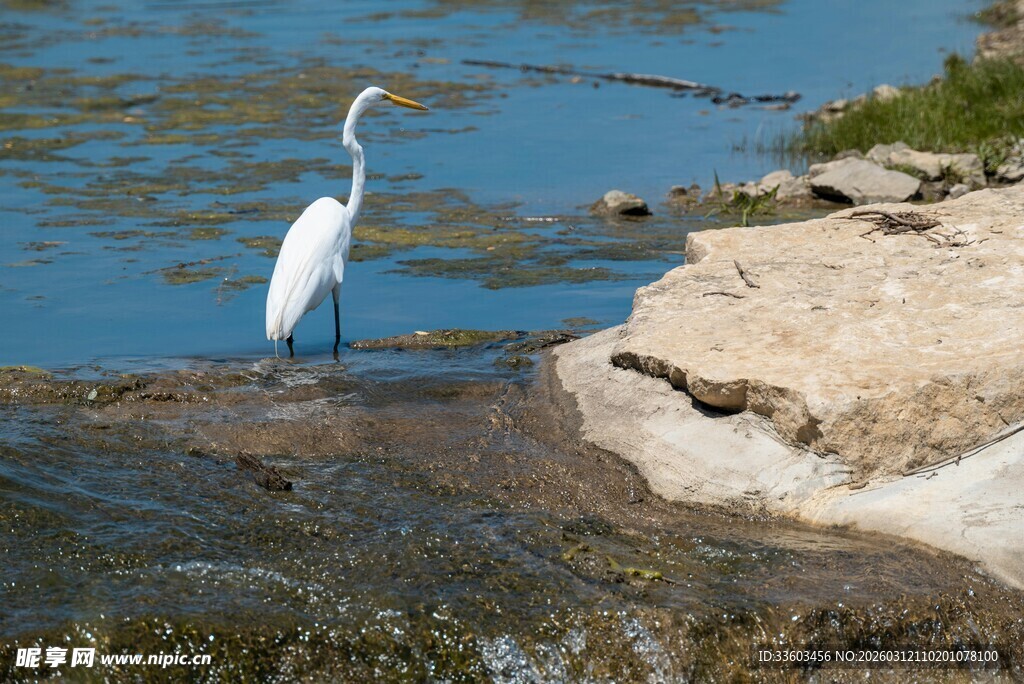 水边白鹭站立的自然景象
