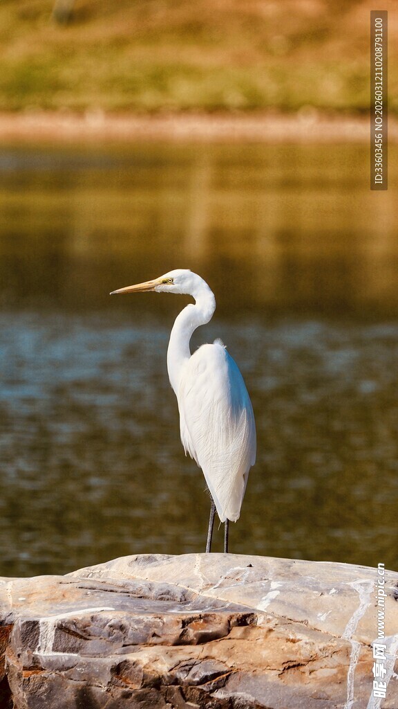 水边伫立的优雅白鹭