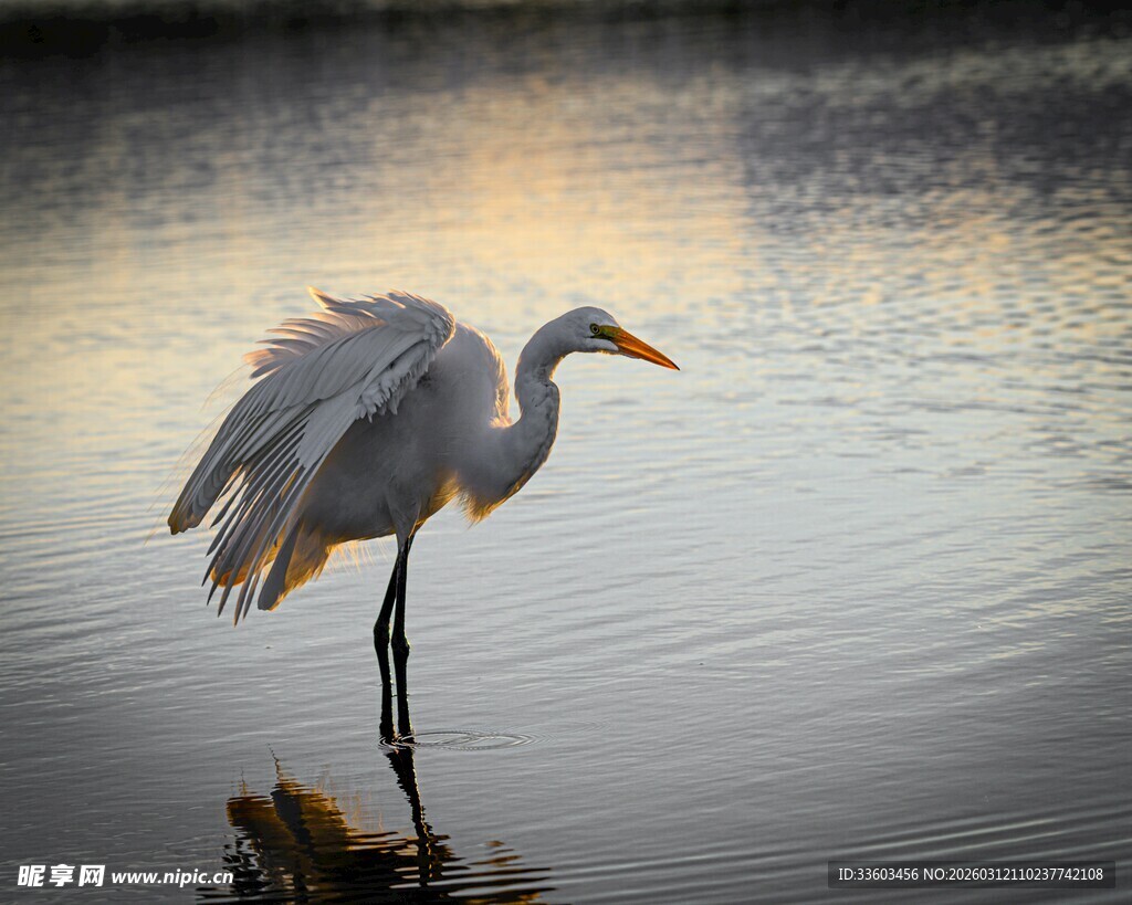 白鹭立于水边优雅身姿
