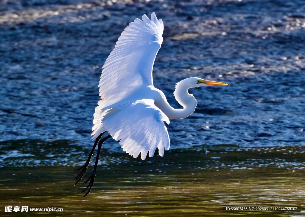 白鹭展翅于水面