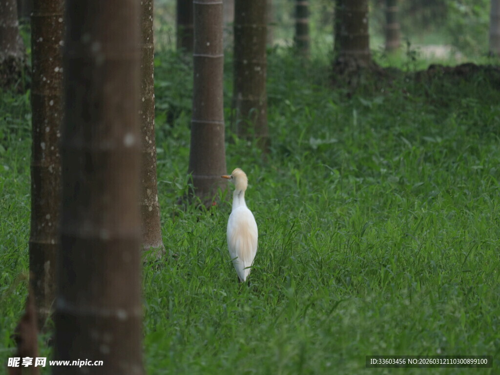 竹林中站立的白色鸟儿