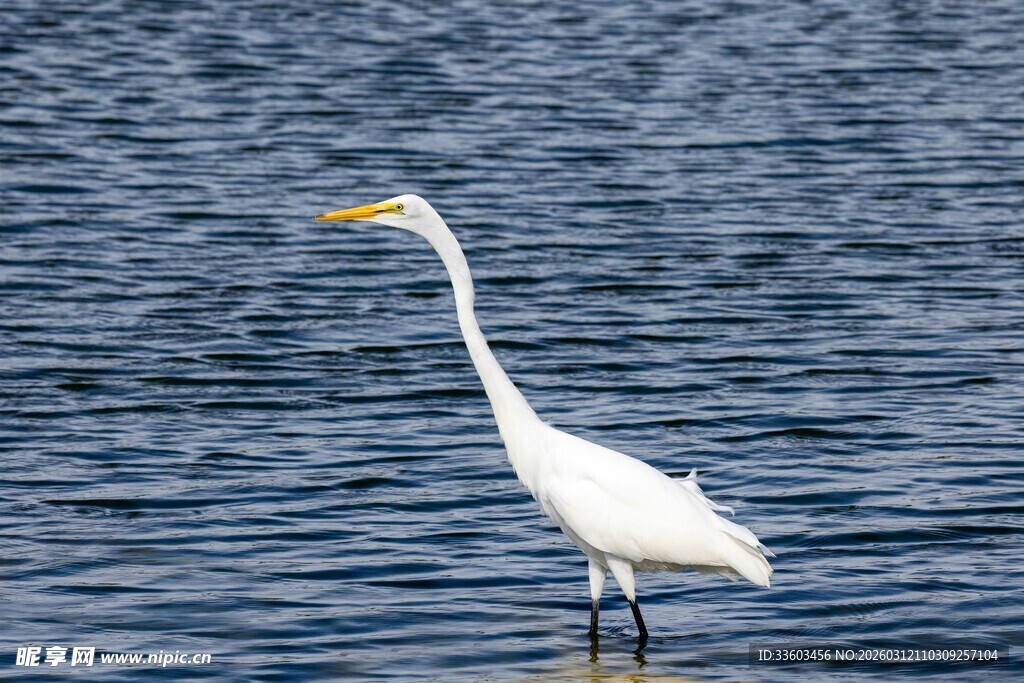 水中白鹭