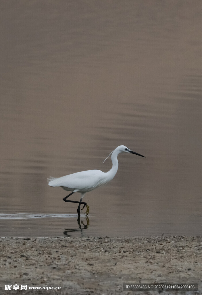 水边白鹭单脚独立