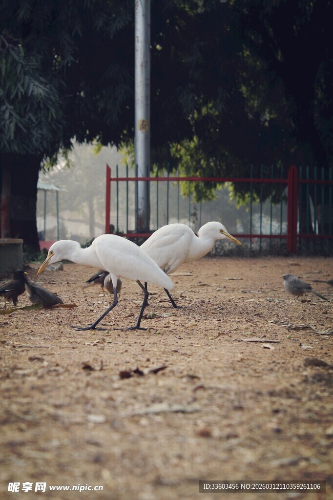 白鹭在泥土地上觅食