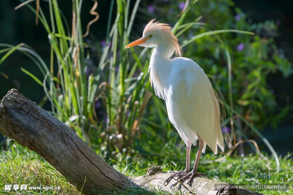站在木头上的白色小鸟