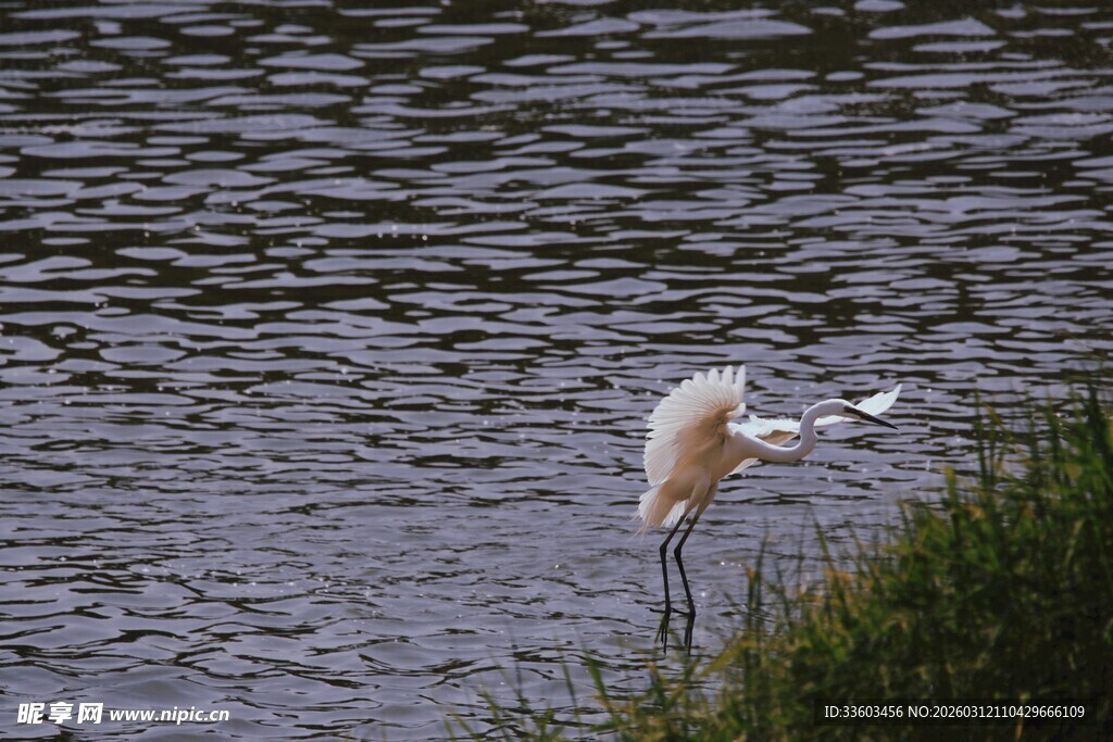 水边白鹭