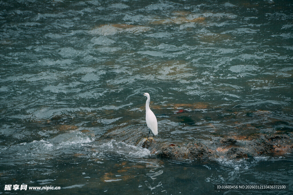 白鹭立于潺潺流水间